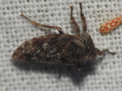 Microcentrus perditus