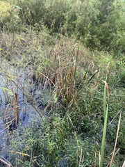 Zizaniopsis miliacea