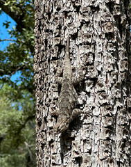 Sceloporus clarkii