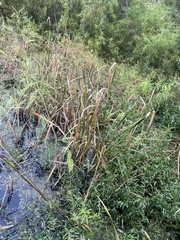 Zizaniopsis miliacea