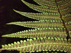 Dryopteris wallichiana