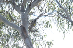 Anthochaera paradoxa