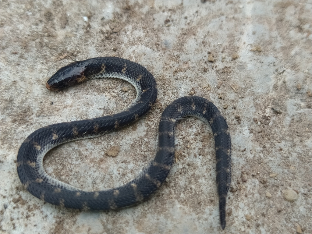 Wagler's Ground Snake