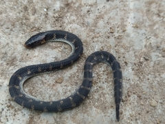 Atractus wagleri