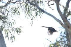 Anthochaera paradoxa