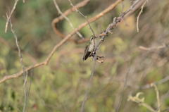 Chlorostilbon gibsoni