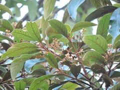 Nectandra oppositifolia