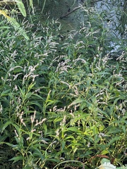 Persicaria glabra