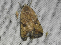 Micrathetis triplex