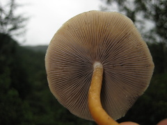 Psilocybe caerulescens