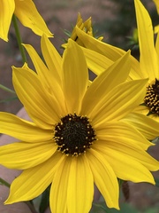 Helianthus simulans