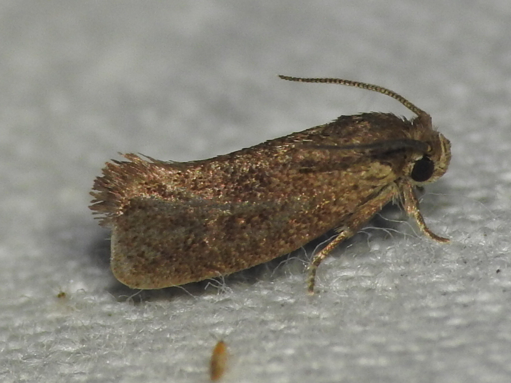 Heppner's Grass Tubeworm Moth