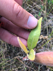 Asclepias ovalifolia