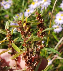 Crocanthemum bicknellii