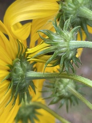 Helianthus simulans