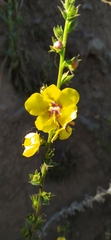 Verbascum virgatum