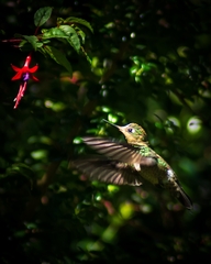 Sephanoides sephaniodes