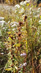 Crocanthemum bicknellii