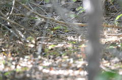 Arremonops tocuyensis