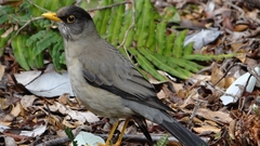 Turdus falcklandii