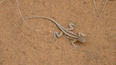 Chalarodon madagascariensis