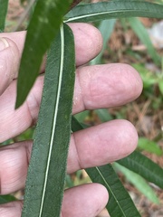 Helianthus simulans
