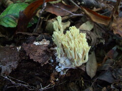Ramaria apiculata