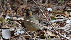 Turdus falcklandii