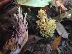 Ramaria apiculata