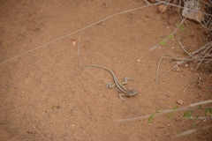 Chalarodon madagascariensis