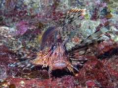 Pterois volitans