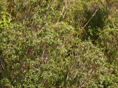 Metrosideros stipularis