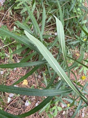 Helianthus simulans