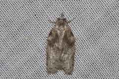 Isotenes miserana