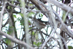 Uropsila leucogastra