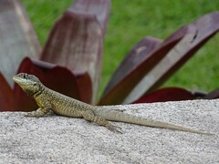 Tropidurus catalanensis