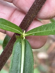 Helianthus simulans