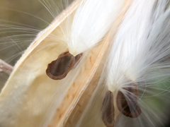 Asclepias ovalifolia