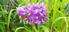 Solanum crispum