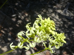 Stackhousia aspericocca