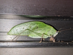 Phylloptera