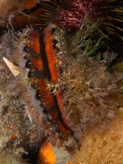 Mimachlamys asperrima