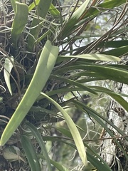 Encyclia tampensis