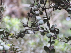 Loranthaceae