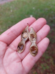 Parapiptadenia rigida