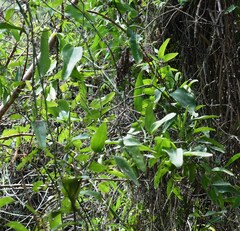 Smilax campestris
