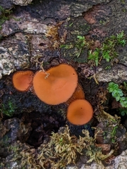 Scutellinia