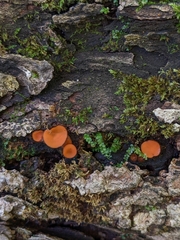 Scutellinia