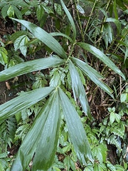Calamus formosanus