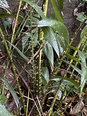 Calamus formosanus